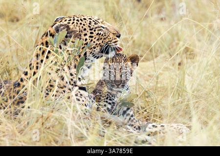 Leoparde, Panthera pardus, ihr Junges pflegt. Stockfoto