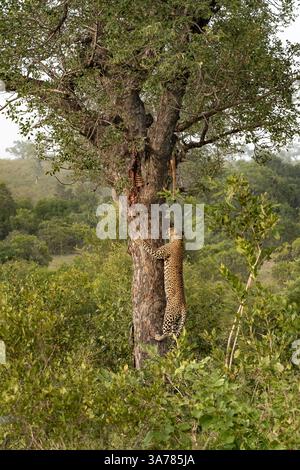 Leopard, Panthera pardus, Mann klettert auf einen Baum, um ihn zu töten. Stockfoto