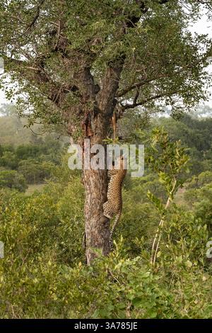 Leopard, Panthera pardus, Mann klettert auf einen Baum, um ihn zu töten. Stockfoto