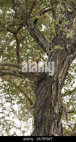 Leopard, Panthera pardus, Jungfrau in einem Knobthornbaum. Stockfoto