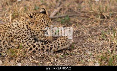 Leopard, Panthera pardus, Jungfrau ruht. Stockfoto