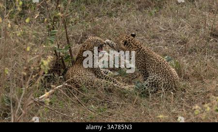 Leopard, Panthera pardus, weibliches Jungtier schnarrt. Stockfoto