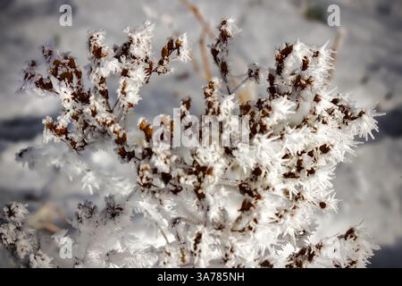 Gefrorene Eleganz: Frostbedeckte Zweige im Winter Stockfoto