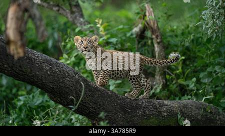Leopard, Panthera pardus, Jungfrau im Baum. Stockfoto