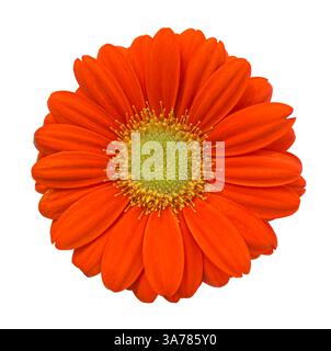 Orange Blume von Gerbera isoliert auf weißem Hintergrund mit Beschneidungspfad. Blumendesign für Karten, Einladungen, Poster. Stockfoto