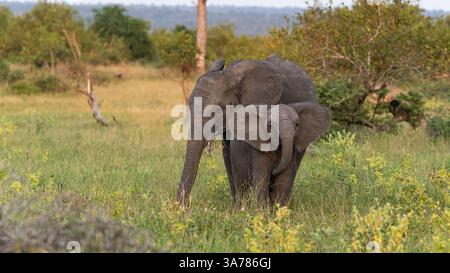 Elefantenkalb, Loxodonta africana, steht neben seiner Mutter. Stockfoto