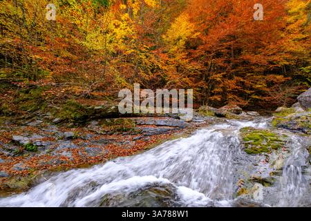 Herbstliche Farben mit einem Bach, der über moosige Felsen fließt, umgeben von Bäumen, die von gelbem und orangenem Laub erstrahlen, am Fuße des Olymp, Griechenland Stockfoto