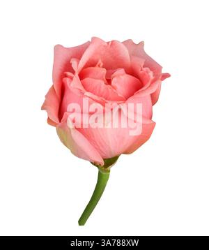 Rosa Rosenknospenblume isoliert auf weißem Hintergrund mit Schnittpfad. Hellrosa Rosenknospe auf grünem Stiel Großaufnahme. Für Design: Happy Women's Day, Wedd Stockfoto