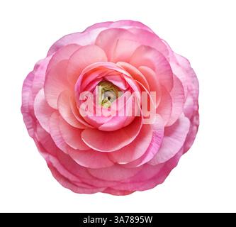 Rosa Ranunkeln Blumenkopf isoliert auf weißem Hintergrund. Draufsicht, sanfte rosa Farbtöne, perfekt für botanische Designs mit Beschneidungspfad. Stockfoto