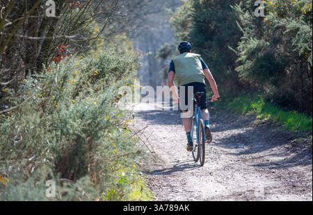 Mann, der mit einem Berg- oder Schotterrad auf einer Waldbrücke im Sherwood Forest fährt. Stockfoto