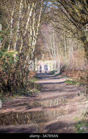 Menschen, die an sonnigen Frühlingstagen durch einen typischen Wald im Sherwood Forest mit Laubbäumen spazieren. Stockfoto