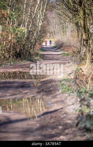 Menschen, die an sonnigen Frühlingstagen durch einen typischen Wald im Sherwood Forest mit Laubbäumen spazieren. Stockfoto