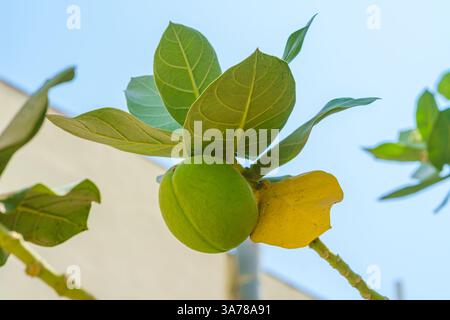 Nahaufnahme des Apfels von Sodom, Calotropis procera, in Dschidda, Saudi-Arabien, tagsüber Stockfoto