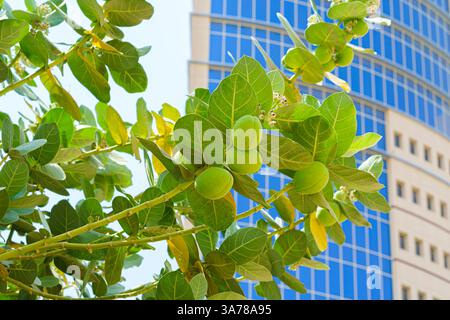 Nahaufnahme des Apfels von Sodom, Calotropis procera, in Dschidda, Saudi-Arabien, tagsüber Stockfoto