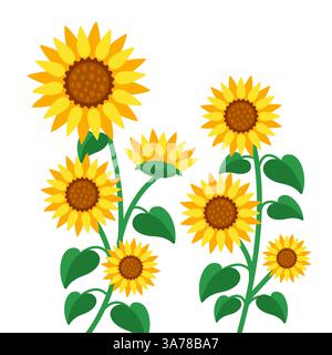 Gelb blühende Sonnenblumen. Sonnenblumen in voller Blüte. Vektorabbildung Stock Vektor