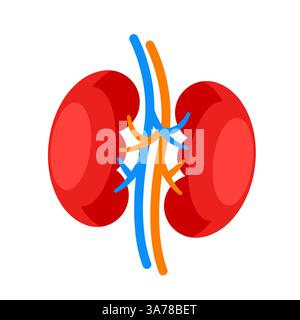 Menschliche Niere. Symbol für internes Organ. Harn- und endokrines System. Vektorabbildung Stock Vektor