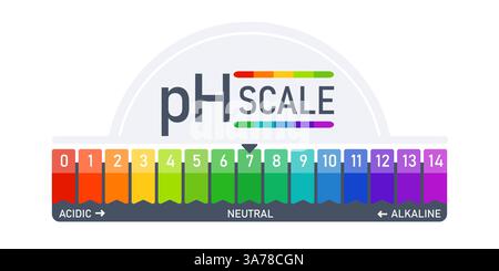 Diagramm der pH-Skalenanzeige: Saures alkalisches Maß. Infografik zum Säure-Basen-Haushalt Stock Vektor