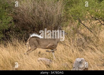 Ein Coues Whitetail-Hirsch zieht durch die Graslandschaft in den Ausläufern der Santa Rita Mountains am Fuße des Madera Canyon, Sonoran Desert, Coronad Stockfoto