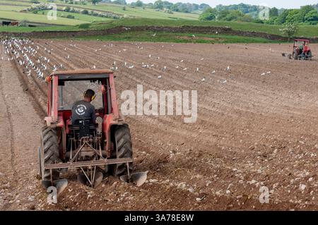 Landwirt, der mit einem Massey Ferguson 135 Rüben für Schafe pflanzt. Eden Valley - Cumbria Stockfoto