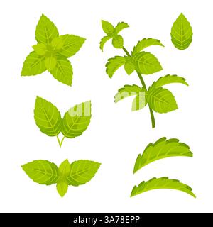 Zeichentrickset mit mintfarbenen Blättern. Grüne Minzblätter. Menthol, Pfefferminze. Ein frischer Wirbelwind. Stock Vektor