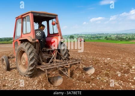 Landwirt, der mit einem Massey Ferguson 135 Rüben für Schafe pflanzt. Eden Valley - Cumbria Stockfoto