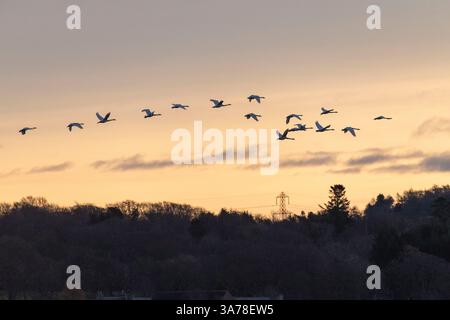 Eine Schar von Whooper-Schwänen (Cygnus Cygnus), die bei Sunrise über die Landschaft von Aberdeenshire fliegen Stockfoto