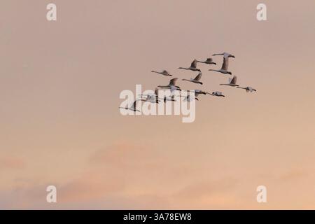 Eine Herde, oder Keil, von Whooper Swans (Cygnus Cygnus) im Flug bei Dawn Stockfoto