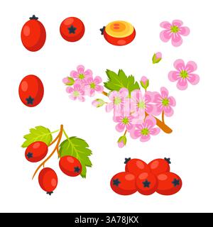 Weißdornzweig, Blüten und Beeren mit verschiedenen Pflanzenteilen Stock Vektor