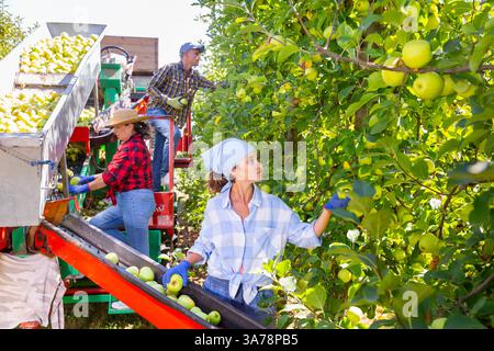 Eine Farmerin, die reife Äpfel in Obstgärten auf der Ernteplattform pflückt Stockfoto