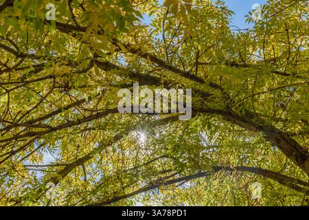 Jahreszeitwechsel am Lake Canobolas im Herbst bei Orange am Fuße des Mount Canobolas, im Zentralwesten von NSW, Australien. Stockfoto