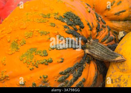 Cucurbita Pepo „Warty Goblin“ – Hybridkürbis im Herbst, Quebec, Kanada Stockfoto