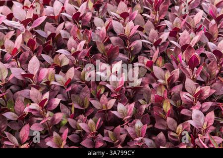 Nahaufnahme von Alternanthera 'Little Ruby'-Pflanzen, die in einer kommerziellen Baumschule wachsen. Stockfoto