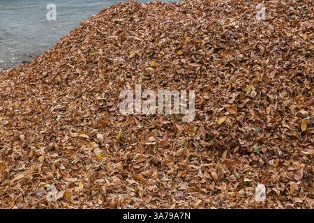 Gefallene Blätter, die im Herbst zu einem Haufen für die Kompostierung gesammelt wurden. Stockfoto
