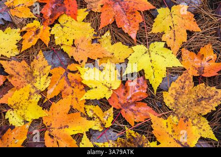 Nahaufnahme von nassen Acer-Blättern (Ahorn) oben auf Pinus-Nadeln (Kiefer) am Boden, die im Herbst gefallen sind. Stockfoto