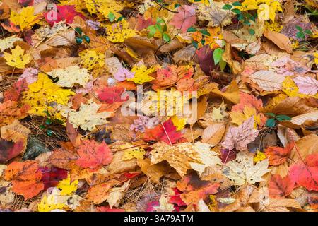 Nahaufnahme von gemischten Acer-Ahorn- und Betula-Birkenblättern, die im Herbst auf dem Boden liegen. Stockfoto