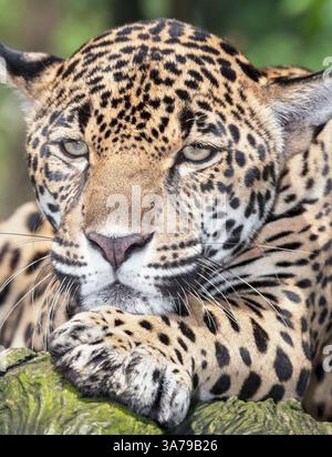 Nahaufnahme eines Jaguar (Panthera onca), Costa Rica, Mittelamerika Stockfoto