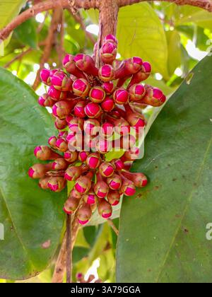 Nahaufnahme der Blütenknospen des malaiischen Rosenapfels mit leuchtender Farbe Stockfoto