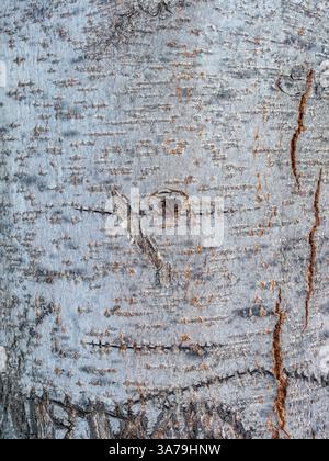 Struktur aus Aspen-Rinde. Aspen Baumrinde detaillierte Textur. Populus tremula, eurasische Espe Stockfoto