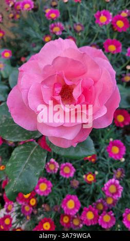 Eine leuchtend rosa chinesische Rose (Rosa chinensis), umgeben von kleineren rosa und gelben Blüten. Stockfoto