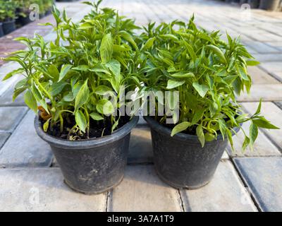 Setzlinge von Chilli bereit zum Pflanzen im Garten Stockfoto