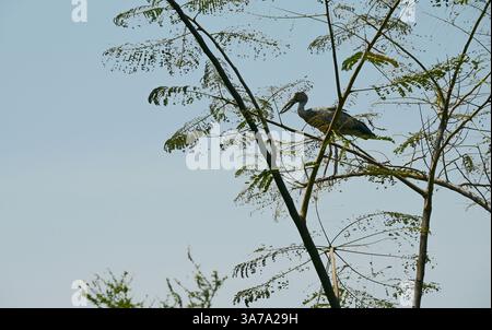 Wunderschöner Reiher auf Baum im Bangkok Park. Stockfoto