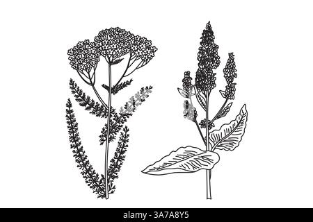 Linienart Wildblumen isoliert auf weißem Hintergrund. Handgezeichnete botanische Umrisse Pflanzen Schafgarbe und Stevia mit Stämmen, Blättern, Blumen Vektor Illustrati Stock Vektor