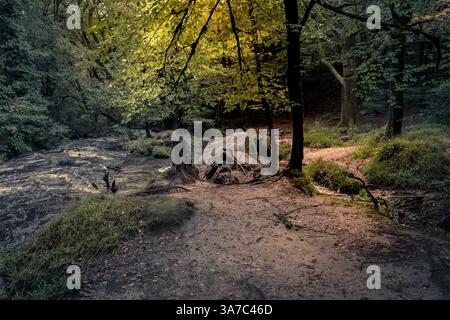 Golitha Falls. Der Fluss Fowey fließt durch den alten Wald von Draynes Wood am Bodmin Moor in Cornwall in Großbritannien. Stockfoto