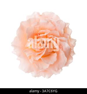 Rose von blasser Pfirsichfarbe isoliert auf weißem Hintergrund. Stockfoto