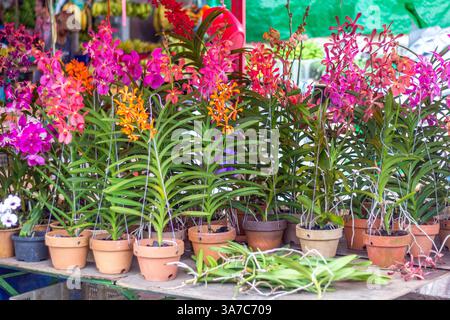 Eine Gruppe von vergossenen vanda-Orchideen in voller Blüte mit leuchtenden Farben auf einem lokalen Markt in Kuching, Malaysia Stockfoto