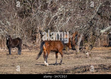 Pferde im Apfelgarten. Kastanienbraunes Pferd im Vordergrund. Estnische einheimische Pferde (Estnische Klepper) im Apfelgarten. Bewölkter Wintertag. Stockfoto