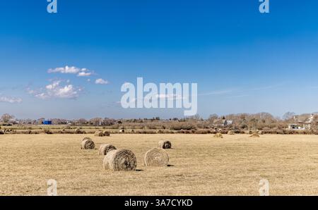 Getrocknete Heuballen auf einem Sagaponack-Feld an einem Wintertag Stockfoto