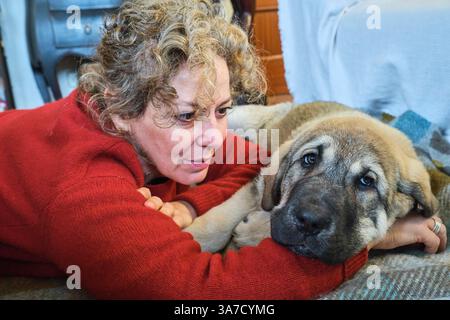 Seniorin kuschelt ihren spanischen Mastiff-Welpen zu Hause auf eine gemütliche Decke und genießt einen herzerwärmenden Moment der Verbindung Stockfoto