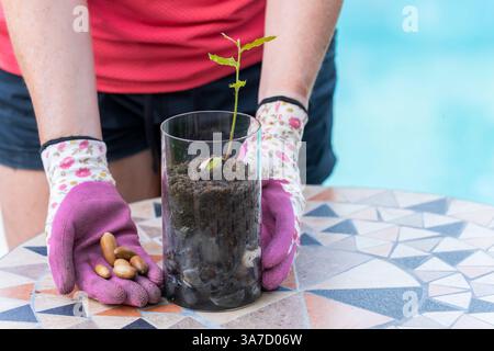 Gärtner hält eine Glasvase mit einer wachsenden holly-Eichenpflanze und zeigt Eicheln in der Hand Stockfoto