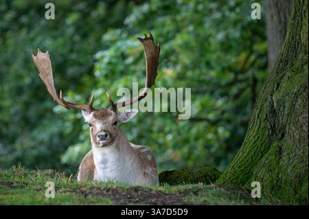 Ein Damhirsch saß unter einem Baum im Bradgate Deer Park, Charnwood Forest Leicestershire, England, Großbritannien Stockfoto